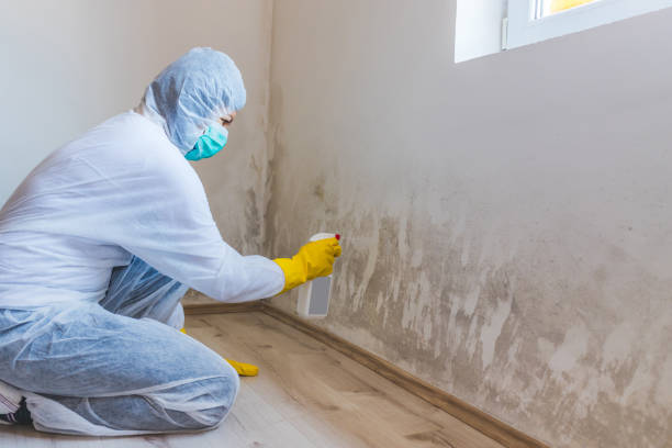 Licensed Basement Mold Remediation service in Wantagh, NY - WQB Mold Removal